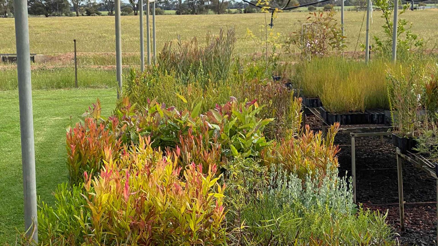 Native Plants Nursery Moama McKindlays Riverine Nursery
