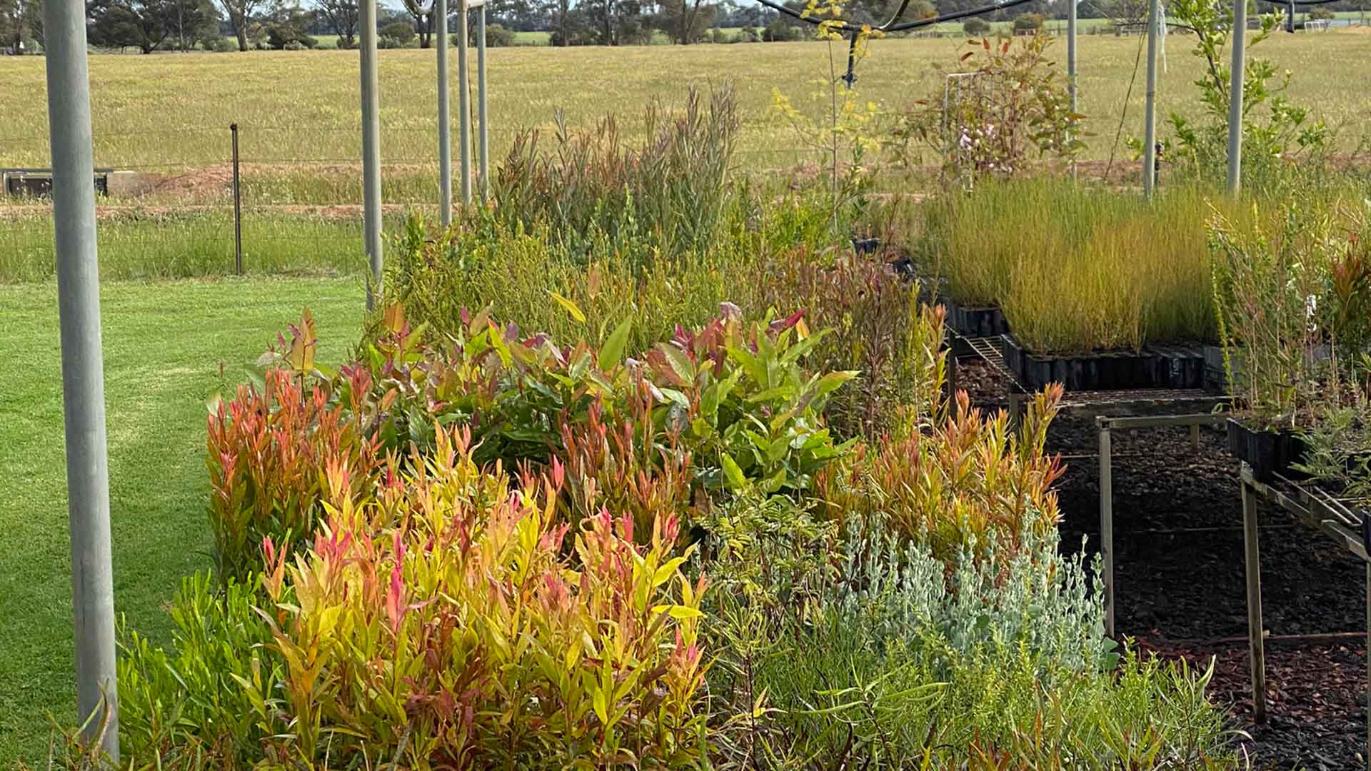 Mckindlays native plants