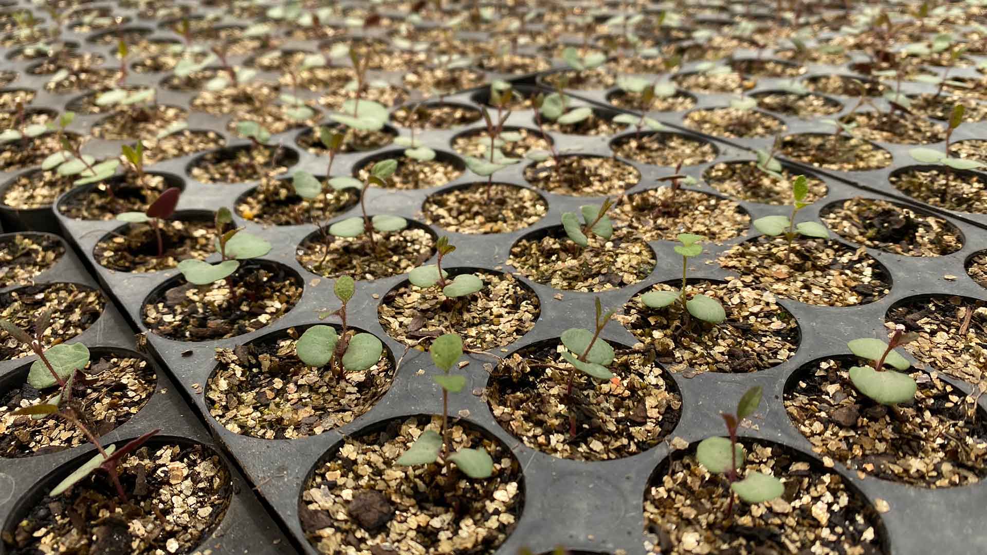 Mckindlays native plants - seedlings-up-close